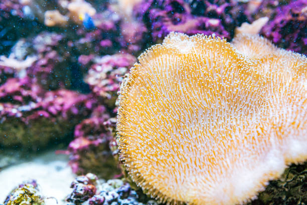 istock Anemone in deep sea with coral 2162442834