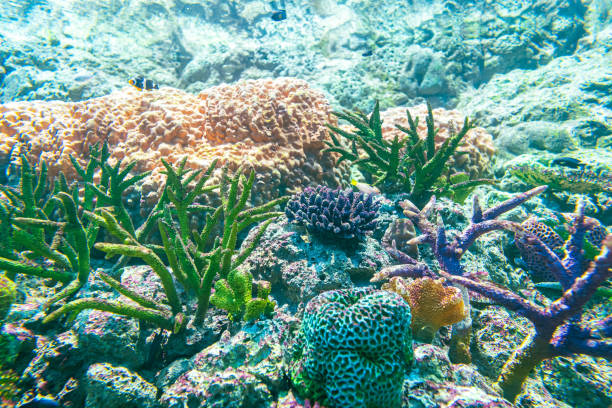 colorful Anemone flower sea and coral