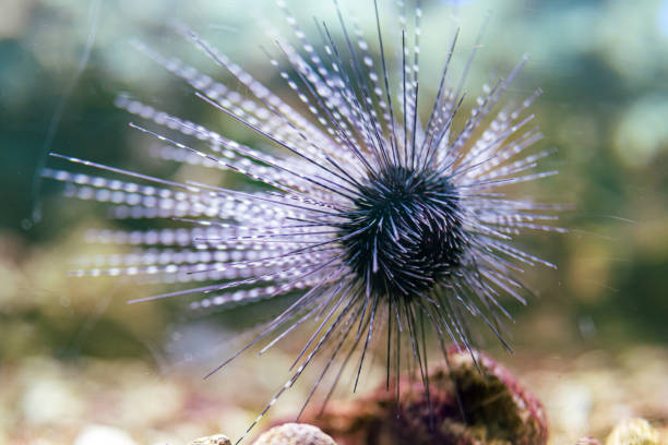 colorful Anemone flower sea and coral