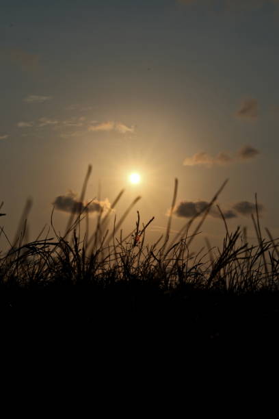 istock Grass silhouette at sunset in the evening, Silhouette grass 2162443186