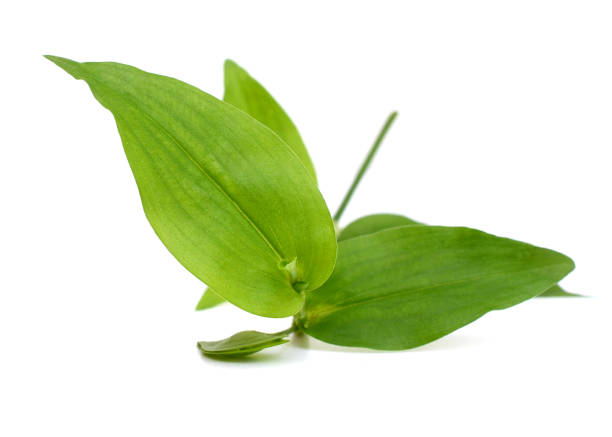 istock Asiatic Dayflower (Commelina communis) herb 2162443857