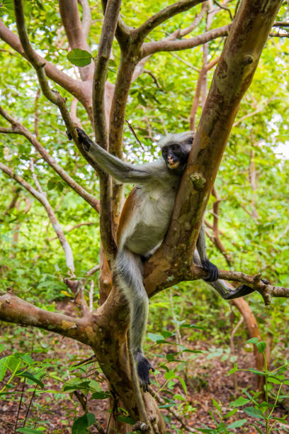 Zanzibar red king colobus closeup