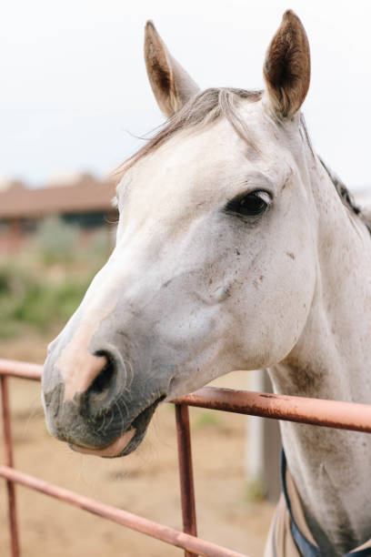 istock white horse inside stable at farm in barn 2162444026