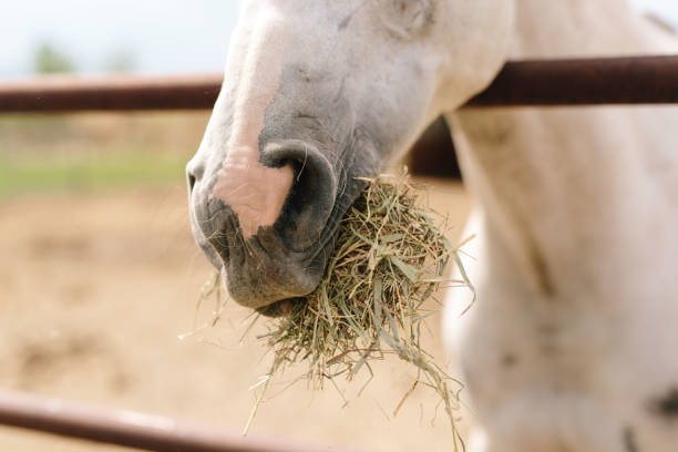 istock white horse inside stable at farm in barn 2162444039