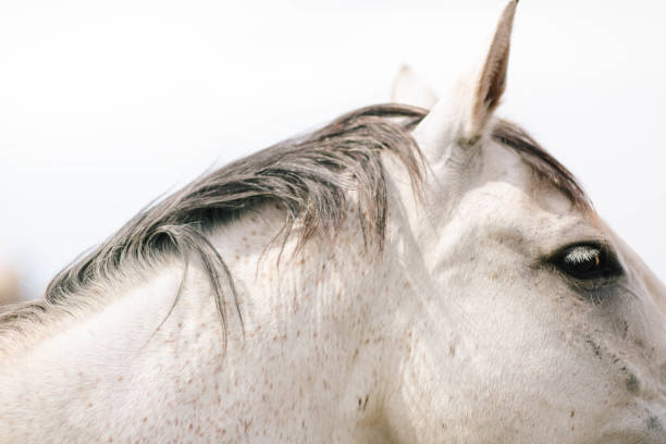 istock white horse inside stable at farm in barn 2162444043