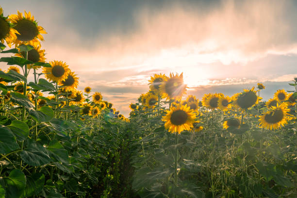 istock sunflower field with dramatic sky and sunbeam 2162444622