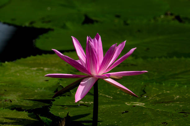 pink flowers in a pond
