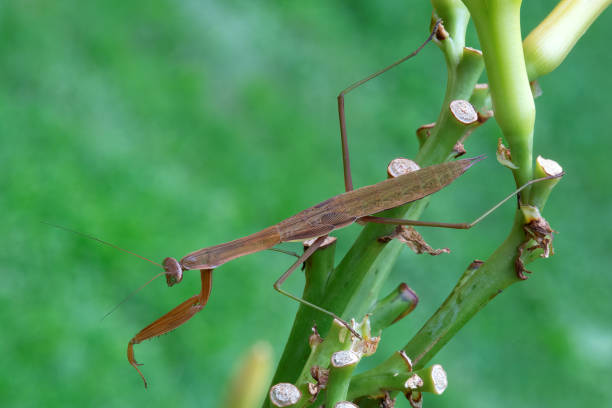 istock Close-up of brown praying mantis 2162445296