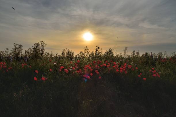 Beautiful field poppies at sunset in Spain