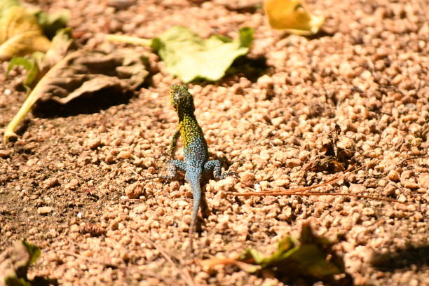 istock lizard in the coastal area of ​​chile 2162445541
