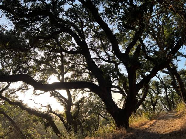 istock Foothill Regional Park, Sonoma County, California 2162446205