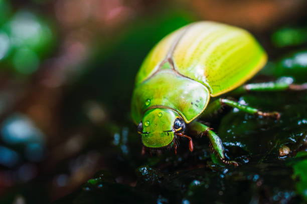 A macro photograph of a green beetle on a wet surface, highlighting its detailed exoskeleton and natural habitat
