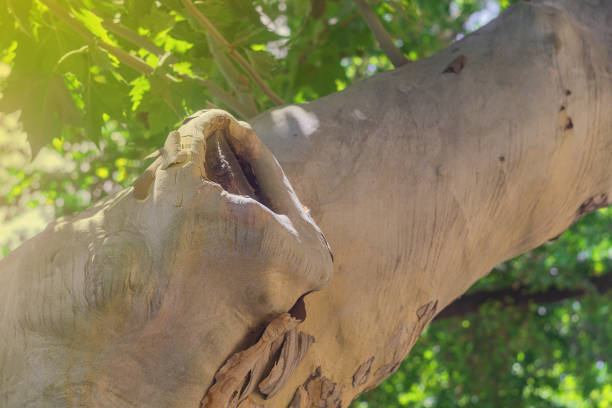 Close up of the old tree trunk
