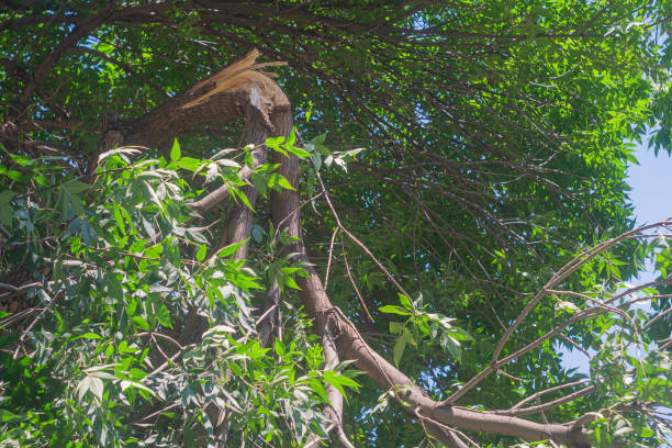 Broken ash tree branch from strong gust of wind. Destruction during natural disasters, natural disasters, lightning strikes, leading to secondary damage to property, health, life of people or animals