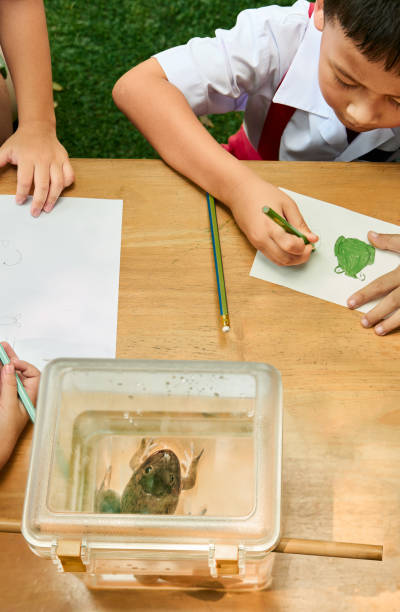 istock Student drawing with a frog inside jar in front at outdoor science class 2162447037