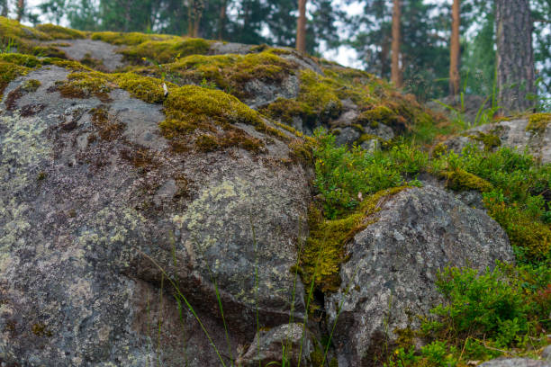 Stones covered with moss in the forest