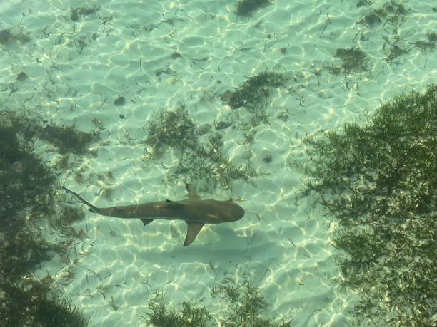 istock Shark in the water 2162448627