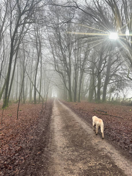 Stock photo showing rear view of Italian Spinone gun dog walking towards diminishing view along dirt track bisecting a deciduous tree woodland with bare branches and autumnal coloured leaves covering the ground under the trees on misty winter's day. This dog breed is also known as the Italian Coarse Haired Pointer. imagen de un perro de caza spinone italiano caminando sin correa por un camino de tierra recto, madera caducifolia, árboles de ramas desnudas, escena de bosque espeluznante, cubierta de suelo de hojas de colores otoñales, troncos de árboles cubiertos de