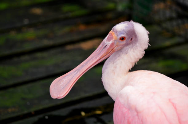 Bright Pink Roseate Spoonbill Waterbird with Dark background in right corner of the photo, giving a side-eye at the camera