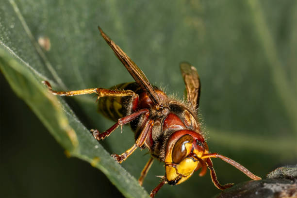 hornet - abejorro fotografías e imágenes de stock