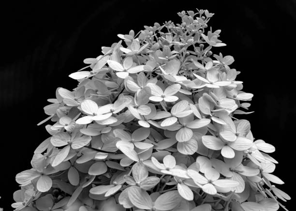 istock Summer Flowers, butterflies and Nature 2162454427