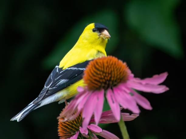 istock Summer Flowers, butterflies and Nature 2162454438