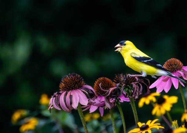 istock Summer Flowers, butterflies and Nature 2162454440