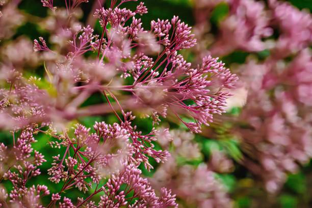 istock Summer Flowers, butterflies and Nature 2162454449
