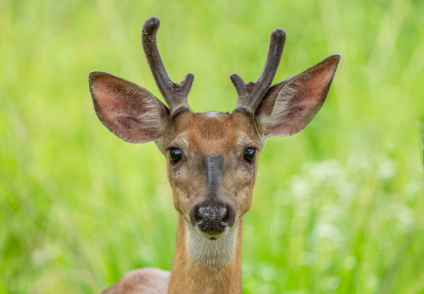 istock Male White-tailed Deer Portrait 2162457388