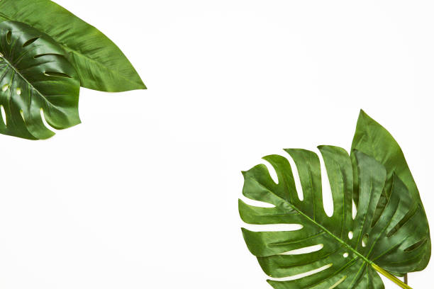 monstera leaves isolated on white background - tropisch-motief-fotos stockfoto's en -beelden