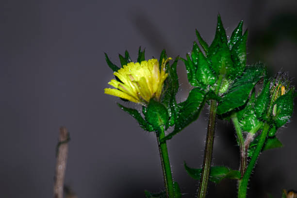 Dandelion yellow flower and water drops