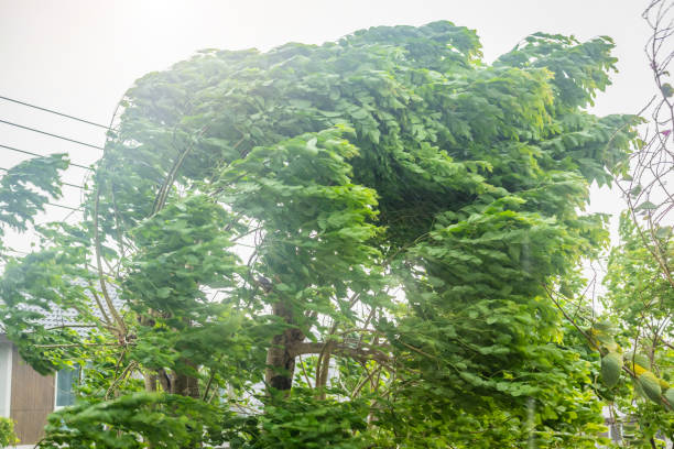 istock storm with heavy rain and strong winds 2162460854