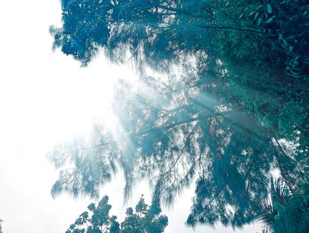 Sunlight shining over the branch of trees