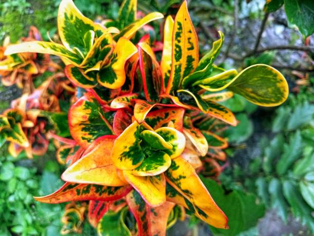 Croton, pudding or kroton is a popular garden ornamental plant in the form of a shrub with very varied leaf shapes and colors. Various cultivars have been developed with color variations from green, yellow, orange, red, purple, and mixtures thereof