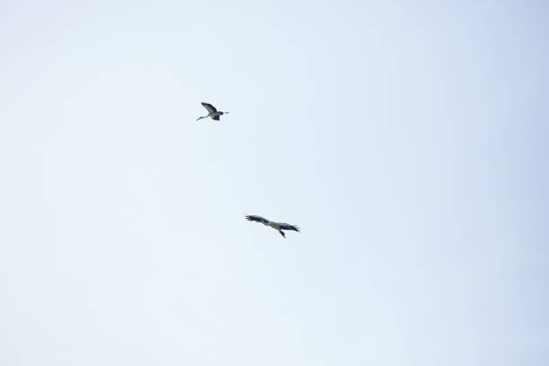 Asian Openbill stork flying in the sky