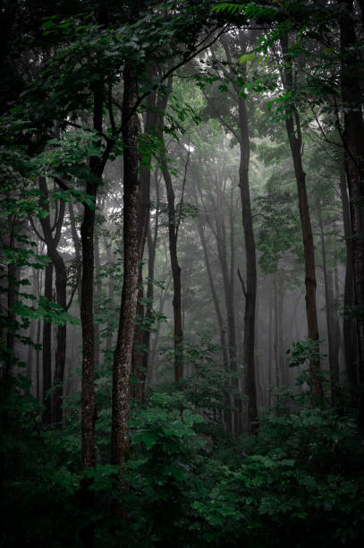 Dark foggy forest with lush vegetation, light piercing trough sky, Canada