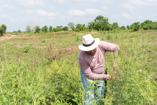 istock Farmer Weeding in Field with Hat 2162467807