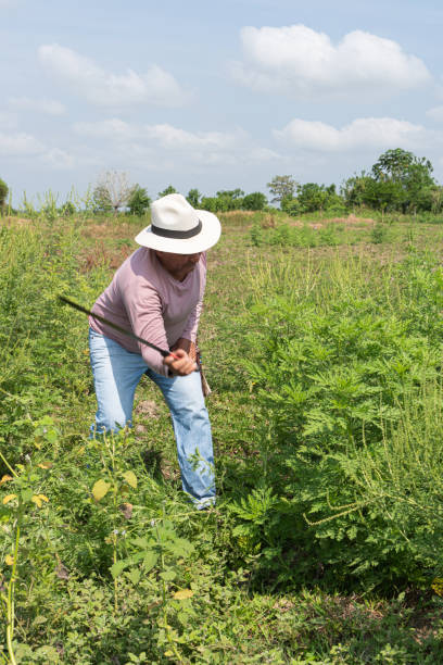 istock Farmer Clearing Weeds with Machete 2162467897