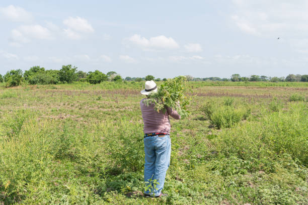 A farmer in a white hat carrying cut weeds in a field on a sunny day.