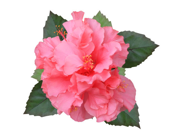 istock Close up pink single hibiscus flowers. isolated on white background. 2162469614