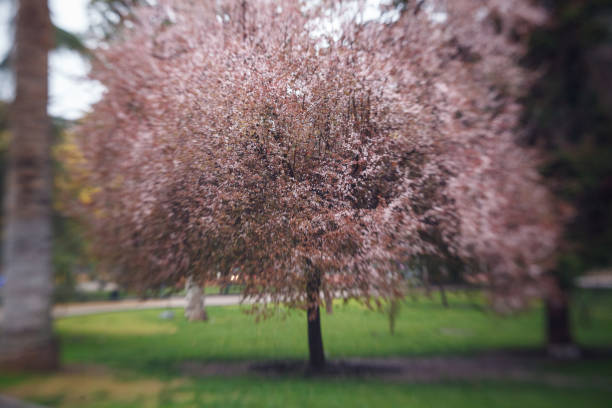 Cherry Blossom tree in Parque de los Reyes, downtown Santiago de Chile