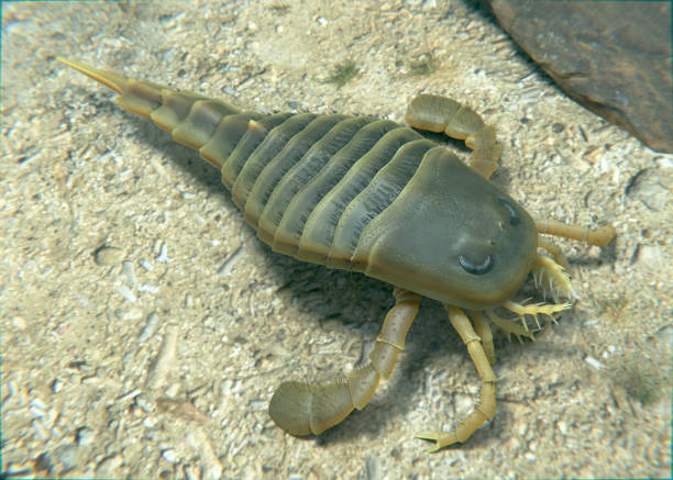 istock Eurypterids Swimming on Silurian Seafloor 2162471054