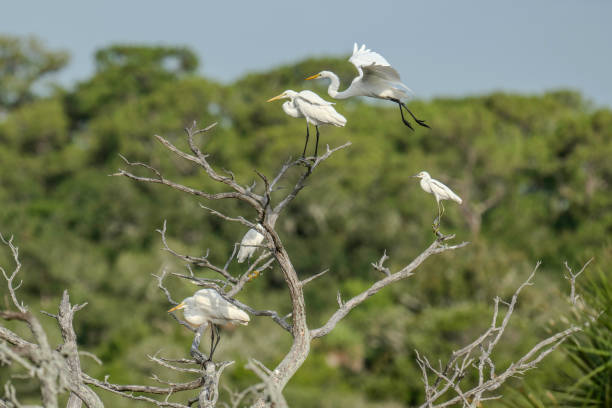 istock Great Egret Nearing a Perch With Group of Egrets 2162472970
