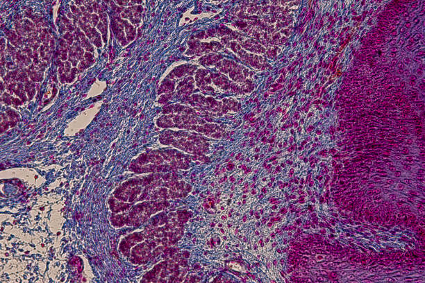 istock Pathology and Histology Tissue of Mouse, Rabbit, Cat and Cow under microscope. 2162473046