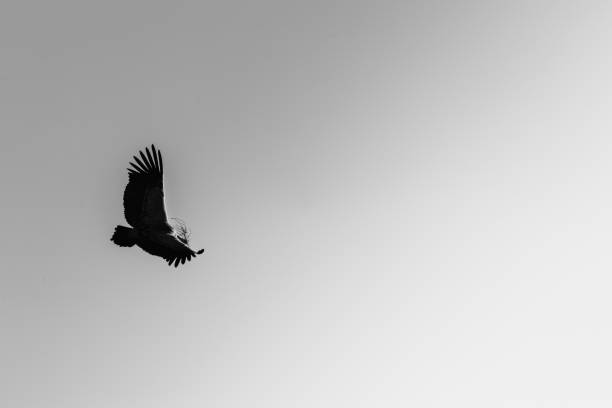 istock Black and white silhouette of a vulture flying 2162473058