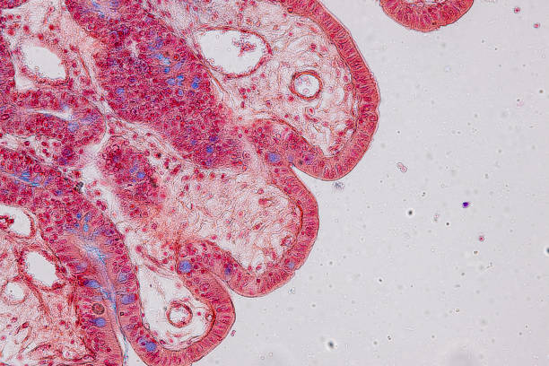 istock Pathology and Histology Tissue of Mouse, Rabbit, Cat and Cow under microscope. 2162473084