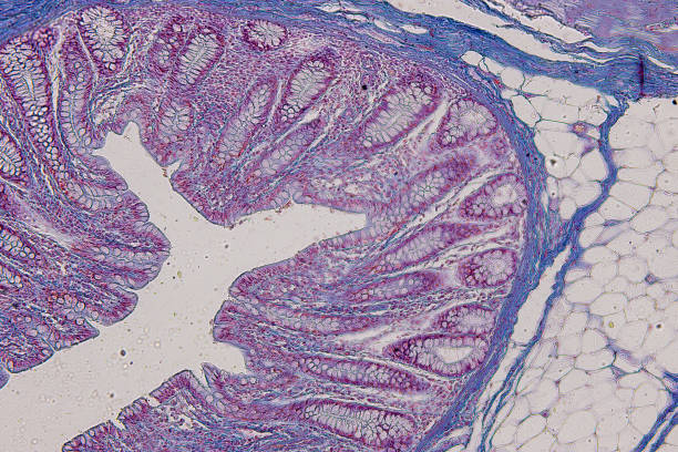 istock Pathology and Histology Tissue of Mouse, Rabbit, Cat and Cow under microscope. 2162473093