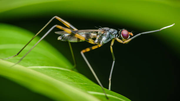 istock Close-up Stilt-legged fly on green leaf. 2162475961