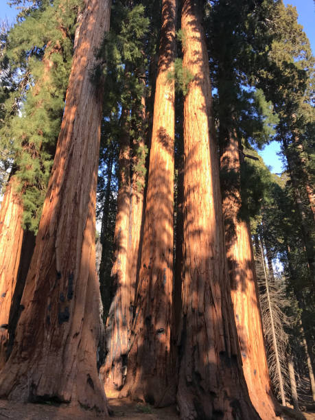 istock Giant Sequoia Trees In The Forest On A Bright Summer Day 2162476593