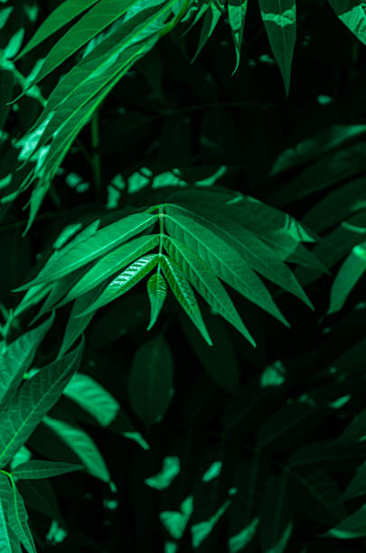 istock Green Leaves Close-Up 2162476785